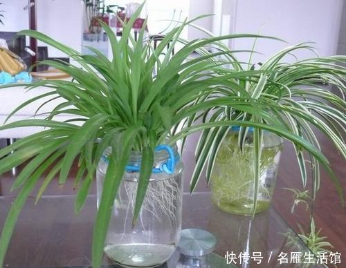 小东西|路边捡点小东西,用来养水培植物,白根长满盆,再也不黄叶