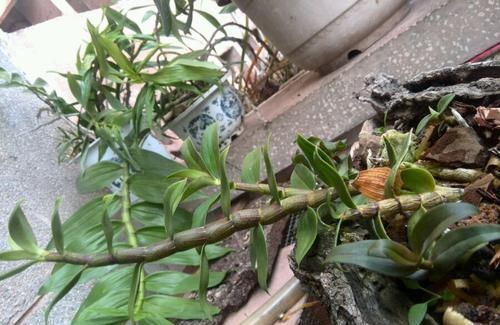 『石斛』分享我的石斛故事:养石斛兰根系不是那么重要,无根也能冒芽开花