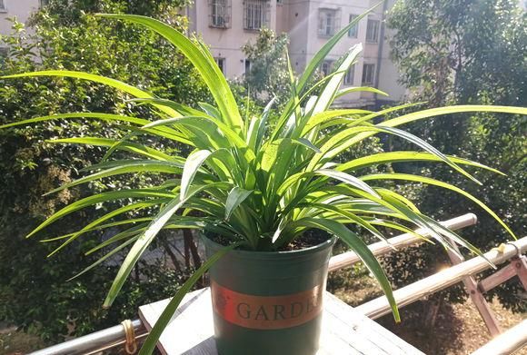  [植物]吊兰，文竹，发财树黄叶子，咔咔“剃光头”，两周绿叶长爆盆