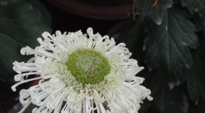  「蟹爪兰」喜欢菊花，就养盆“珍品名菊”淡粉千杯，似白色向日葵，清新典雅
