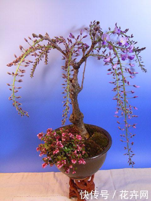 盆栽紫藤大家见过吗？比盆景都漂亮，夏天开花一串一串的