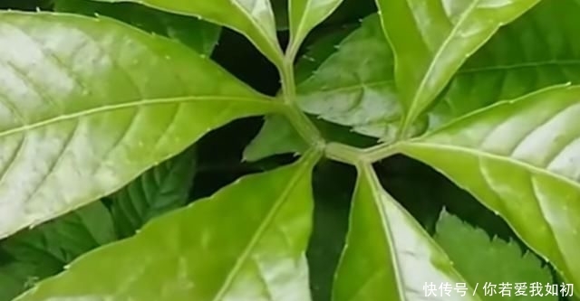  「作用」农村这种随处可见的野草，没想到作用非常大，看到可别