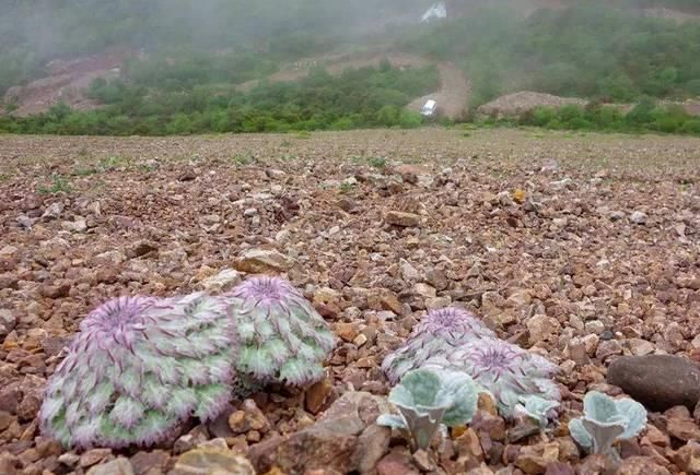  「药用价值」常被误认成“天山雪莲”，有人冒生命危险去摘，却不知它一文不值