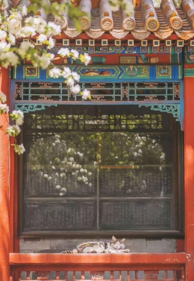 一年 30 多趟故宫，只为拍摄超赞「故宫猫咪图籍」！