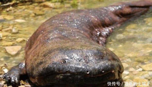  神兽|张家界隐藏的“守护神兽”，世界“最大”的大鲵，如今已活