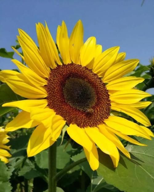  「矮化」这花围着太阳转，越热越晒越爆盆，矮化向日葵，阳台盆栽就很美