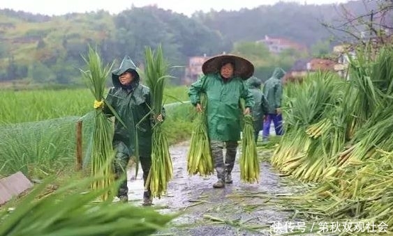  不错：古代是粮食，后来成我国特产蔬菜，批发价5元1斤，还供不