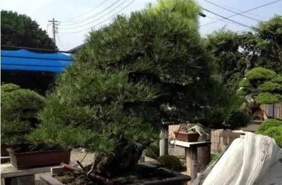 岁寒三友，一组松树盆景佳作欣赏