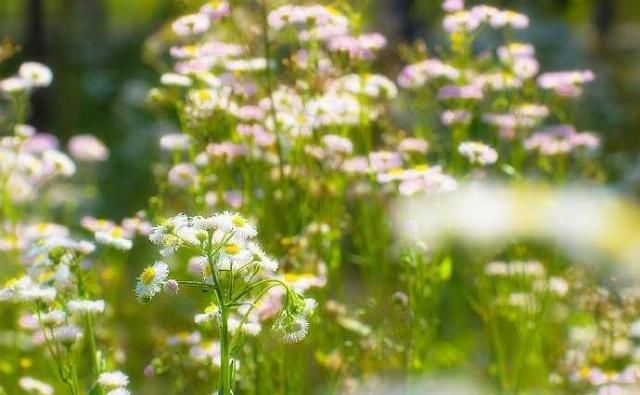  「春天」野菊花也有春天，一年蓬，可能是这个季节里最为常见最蓬勃的野花