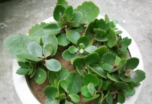  扦插：想要几盆新的长寿花，春天剪几片叶子来扦插，生根快好成活