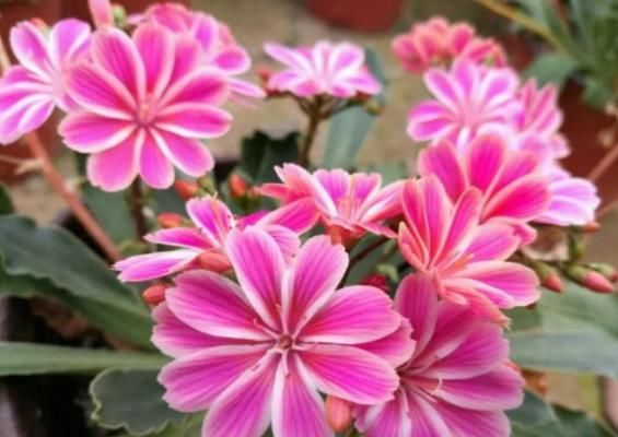  「绣球」生活中就养“3种花”，花开香飘四溢，能从年初“香”到年尾