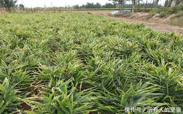 多功能的庄稼，今年种植的都发家了，每亩地收入15000元