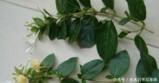 夏季|夏季摘1个枝,丢盆里,来年花开满阳台,成枝肥叶壮有价值的盆景