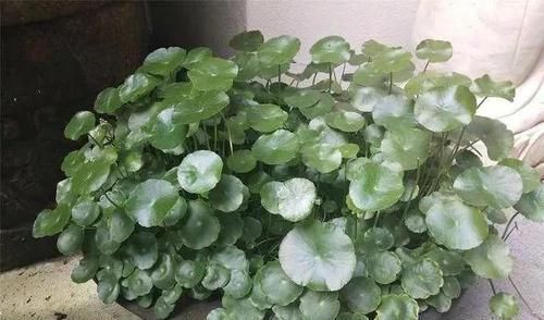  【巴掌】潍坊大姐家里十盆铜钱草，叶子比巴掌都大，多的送邻居，真是羡慕