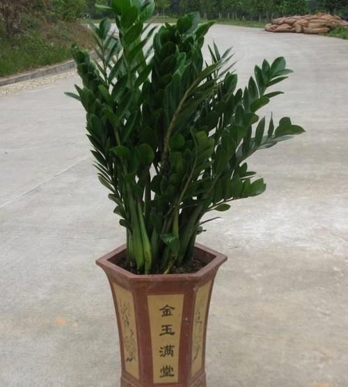  【金钱树】客厅养这种树聚财，这“2步”是养好的关键，绿油油，还开花