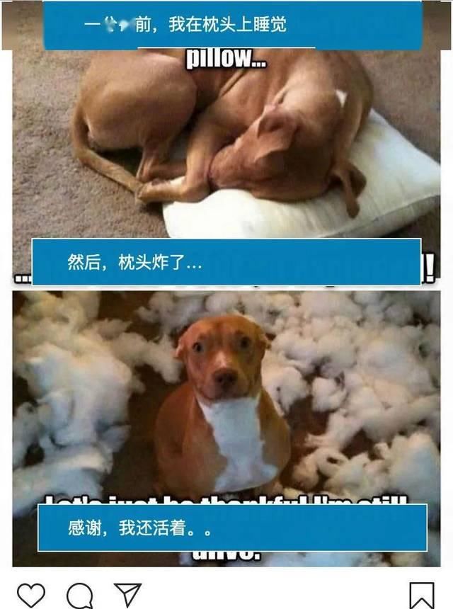  『铲屎官』我就是那个被自家宠物给玩儿了的愚人