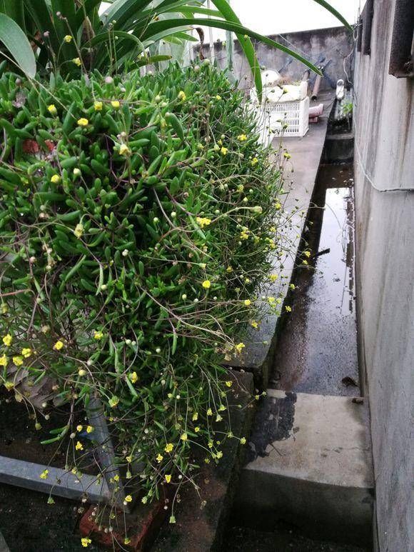  花盆：小姨家的紫玄月，完全露天放养，爆长2米长，3个月长爆保温箱