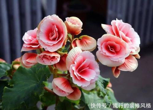  「种花」这3种花夏天养不得，温度一高就热死，很难过夏