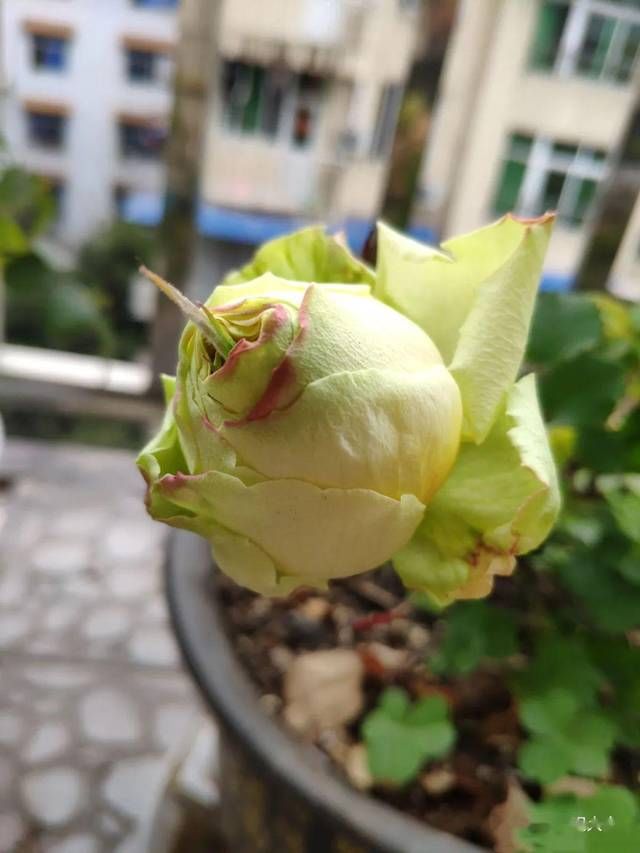  『灵性』一个喜欢养花的人，定是对生活充满热情的人！