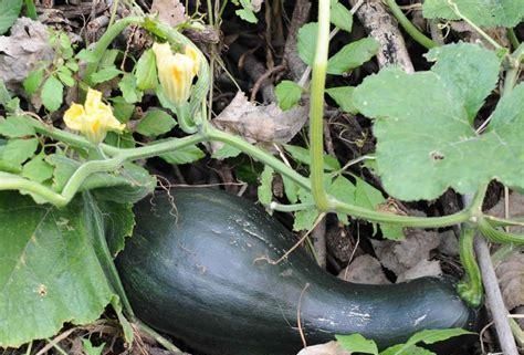  「技巧」南瓜种植技巧多套种不是利润翻倍的关键，新型售卖方式已出