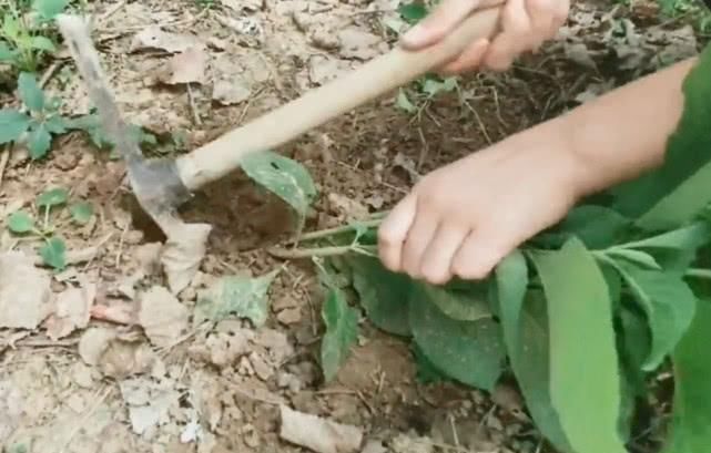 农村山坡上一种草药，以前常被当野草除掉，如今农民却大面积种植