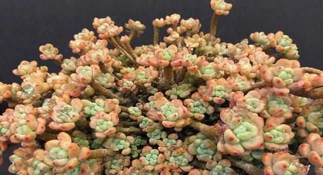  【浇水】多肉一旦出现这3个信号，就代表它缺水了，你学会了吗？