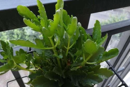 『凋零』凋零之后的长寿花,修剪和养护做得好,来年花苞一茬接一茬