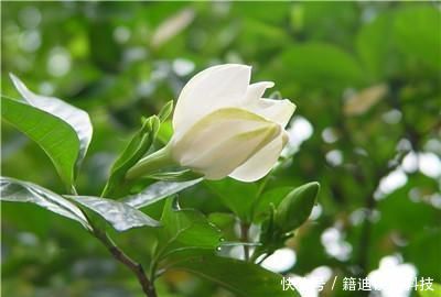  「扦插」栀子花扦插方法及图解