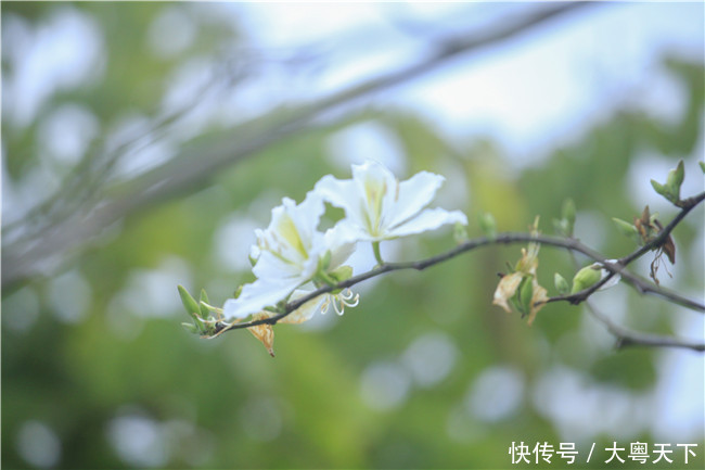 佛山南丹山宫粉紫荆绽放，满树和娇烂漫红，万枝丹彩灼春融