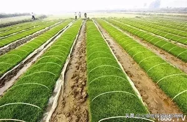 对不起，我回去当农民了！中国即将实行三权分置