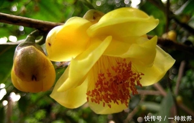  「珍稀植物」生长在广西的珍稀植物，卖到国外价格高达上万元，