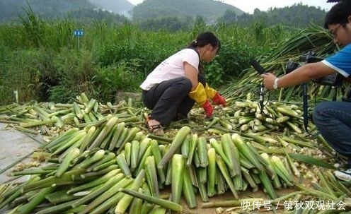  不错：古代是粮食，后来成我国特产蔬菜，批发价5元1斤，还供不