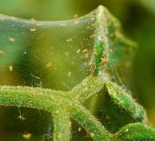 『植物的叶片』两三周给室内植物清洁一次叶片，远离病虫害，让叶子更油亮