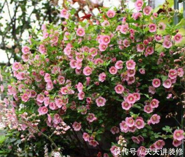 漂亮@4种便宜花，却开花特漂亮，10元两盆，个个开成花球，四季有花赏