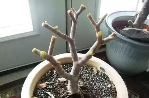#找出#玉树的叶子不断发黄掉落,轻松找出原因,不怕烂根烂茎