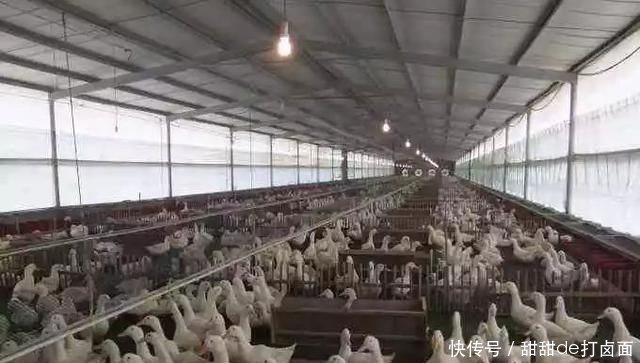  「竟是」养鸭户年入百万，秘诀竟是不让鸭子下水！越来越多农民