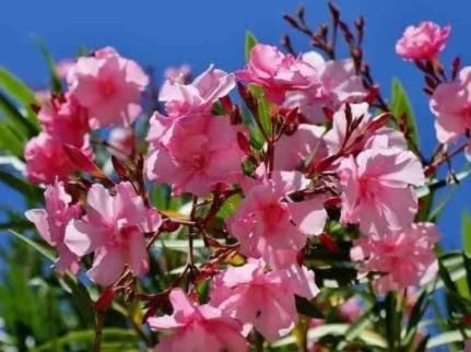 #浇水#1种花魅力大,都知有毒,却仍受追捧,只可远观不可亵玩,毒美人