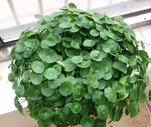  【水培植物的根系】水培植物用啥肥？2种肥料“要慎用”，很难吸收，还有可能烧根