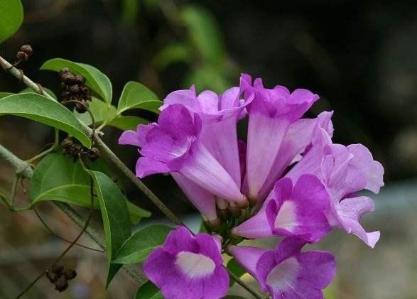  『蒜香藤』这种花半年长2米，花开千朵，没有虫害，超级好养，你养过吗？