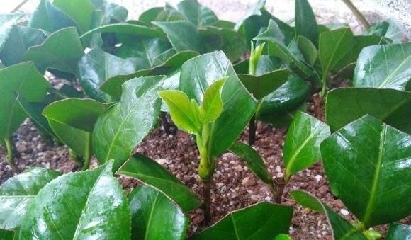 【扦插】扦插茶花不成活?都是手贱惹的祸,克制2个月,收获几十棵