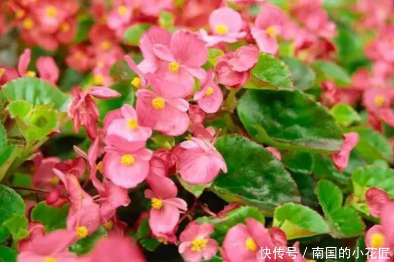  『喜欢』家养3种”四季花“，好养又漂亮，365天开花不断，你最喜欢哪一种