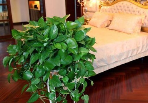 卧室养绿萝,是身体变差的关键,为了孩子的健