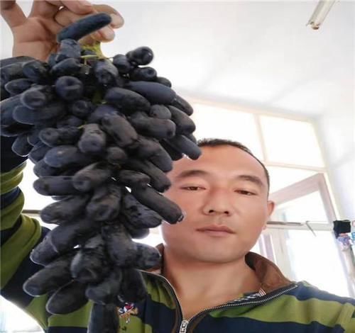  「绿萝」绿萝扔了吧！此果树1年结果100斤，浇水就长，院子种2棵