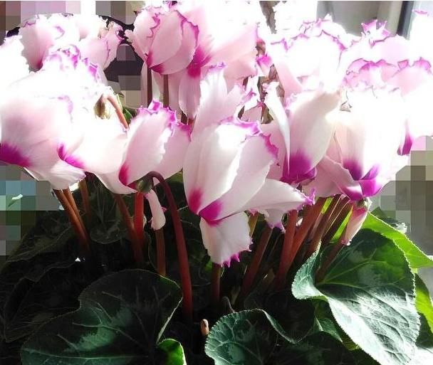 「花卉植物」养仙客来有“技巧”，做好这“4点”，花枝“蹿不停”，多开1季！
