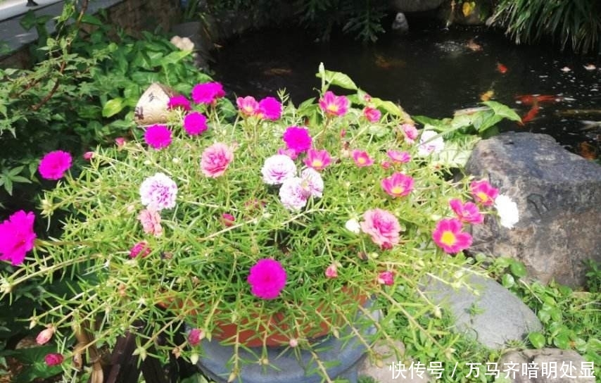 【茉莉花】8种“喜阳”花,夏天晒不死,一口气开大半年!