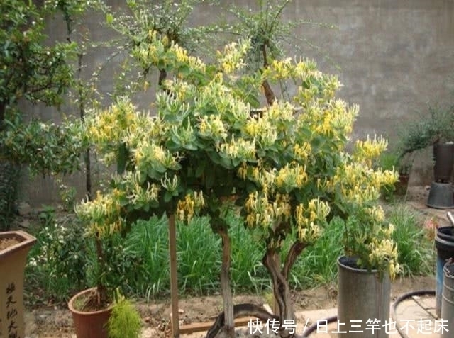  #特别#3种盆景，找1个枝插土里就能养一棵，能赏花又能结果，特别美