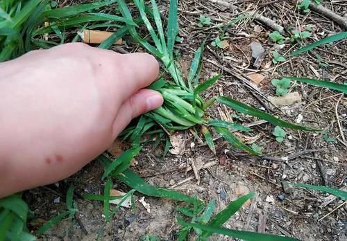  发现■农田常见野草“栓驴桩”，拔不动踩不烂，农民见到就烦却