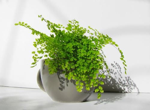  #环境中#在卫生间养这几种植物，轻松祛除异味，让空气更清新！