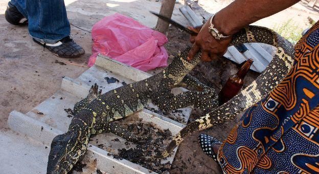 去了一趟老挝菜市场被吓到了，老挝人真的是什么都敢卖啊