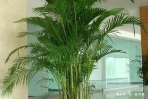  「代表」家里养上这三种花，招财又能养人，1种花代表了1种好寓意